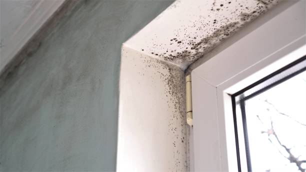 Best Attic Mold Removal  in Grand Island, NE