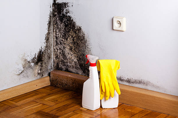 Attic Mold Removal in Grand Island, NE