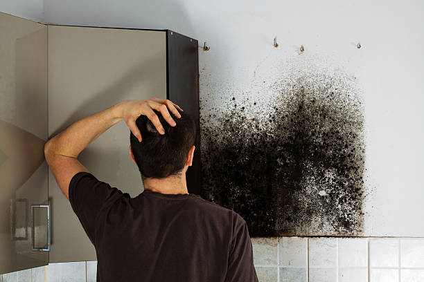 Grand Island, NE Mold Removal Company