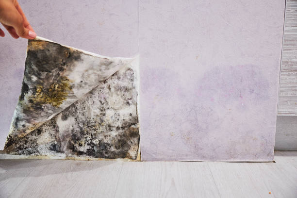Best Certified Mold Removal  in Grand Island, NE
